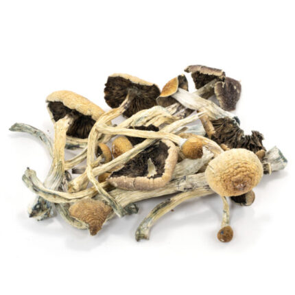 hillbilly mushroom strain
