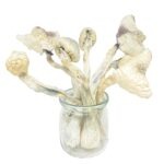 Mellow Mushroom Great White