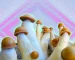 The Narratives Behind The World’s Most Tripping Shroom—Penis Envy